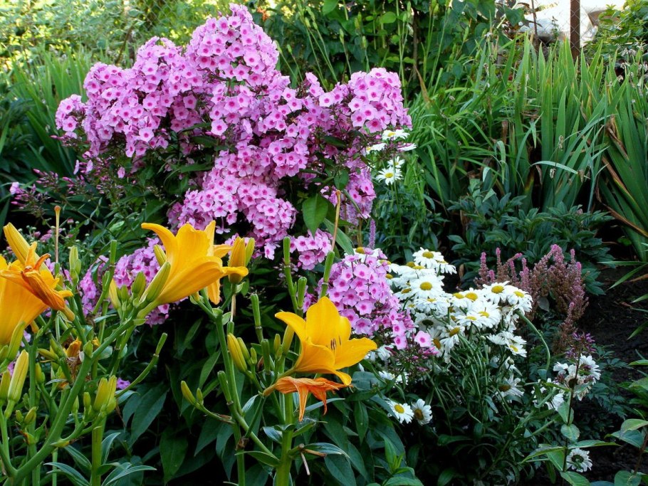 Многолетние цветы для дачи