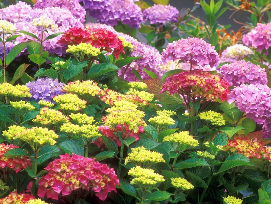 Многолетники красивоцветущие зимующие