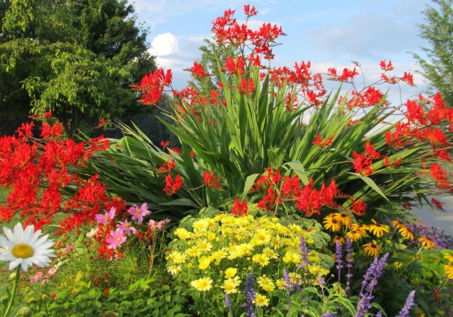 Крокосмия на клумбе