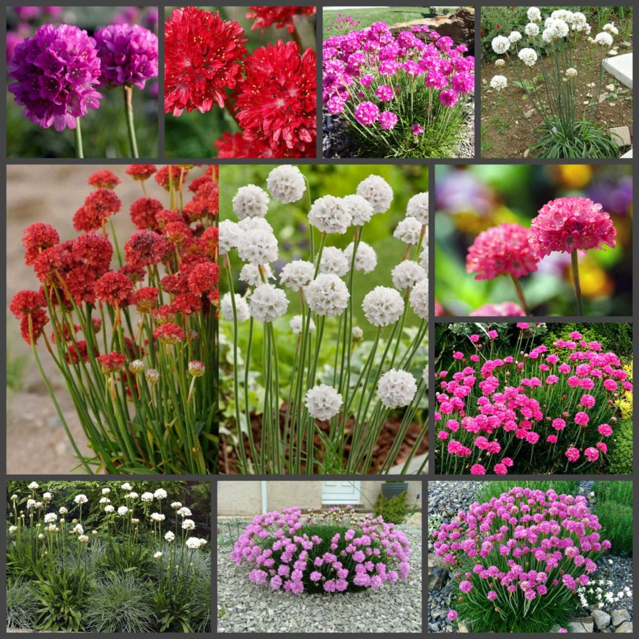 Армерия Ариадна смесь