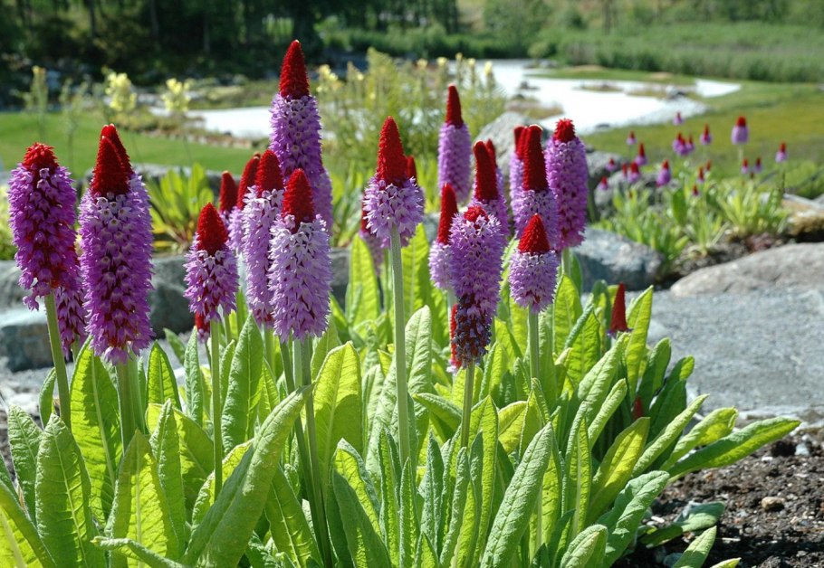 Примула орхидная Виаля