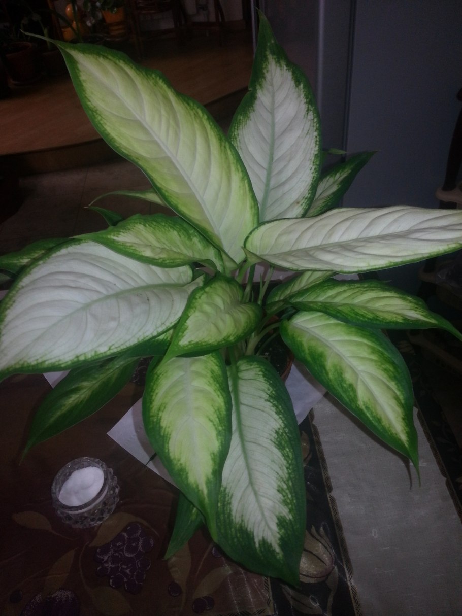 Диффенбахия Dieffenbachia Камилла