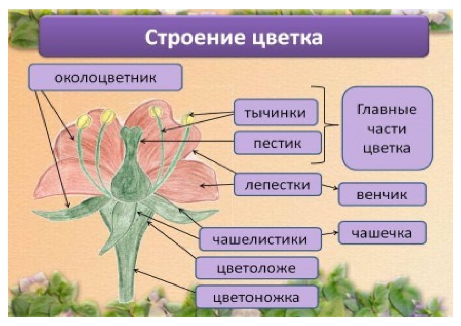 Части дерева и кустарника для детей