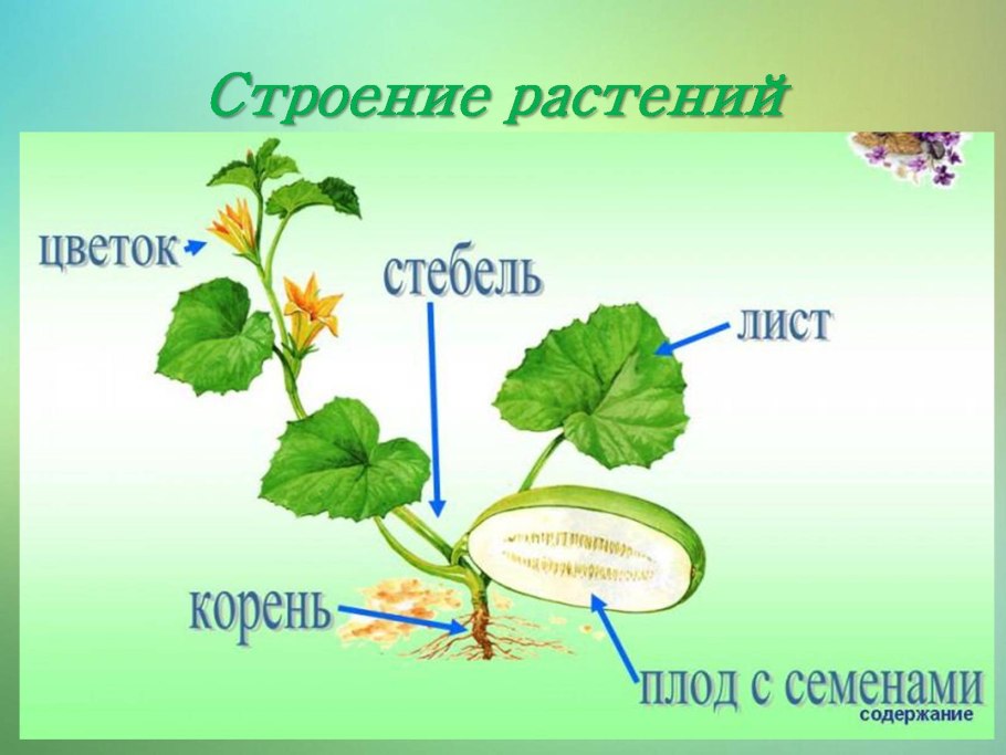 Части растения без подписи