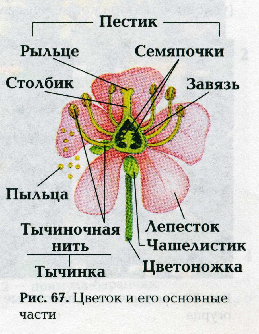 Части стебля растения