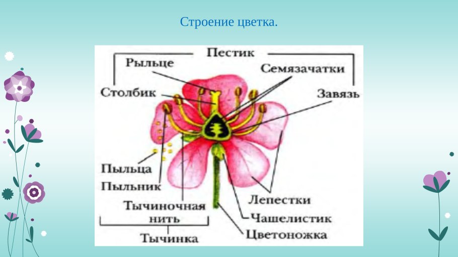 Строение цветка фото