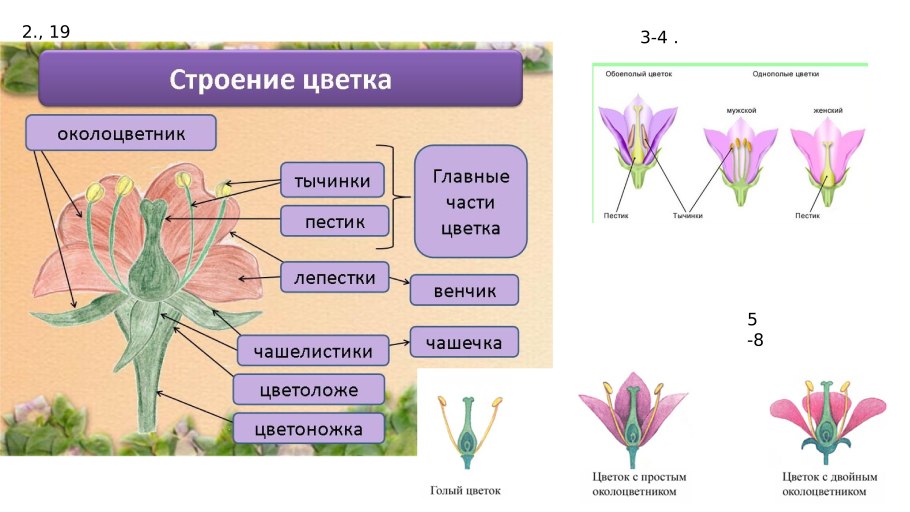 Строение герани