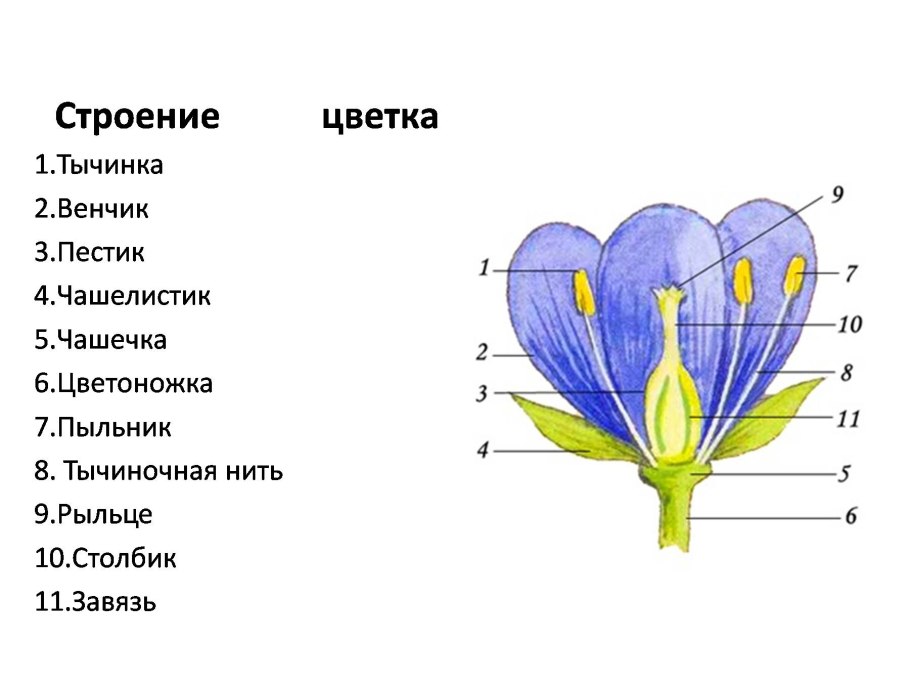 Строение розоцветных цветков