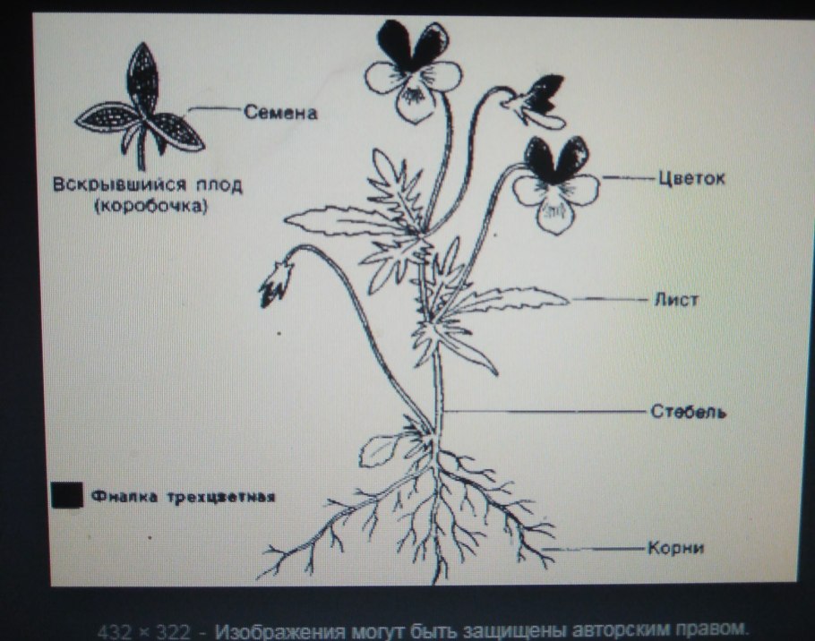Органы растения схема