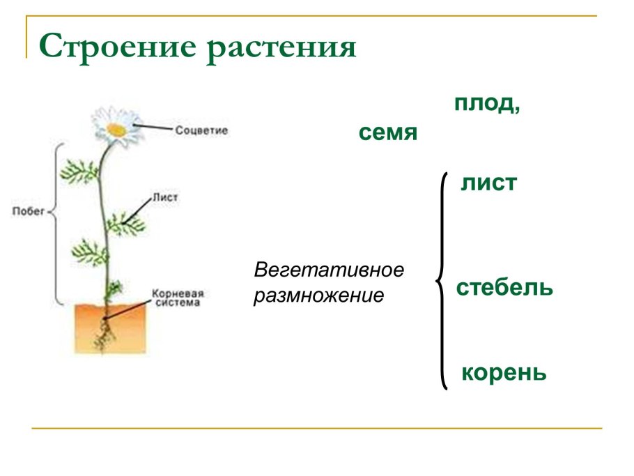 Органы растений