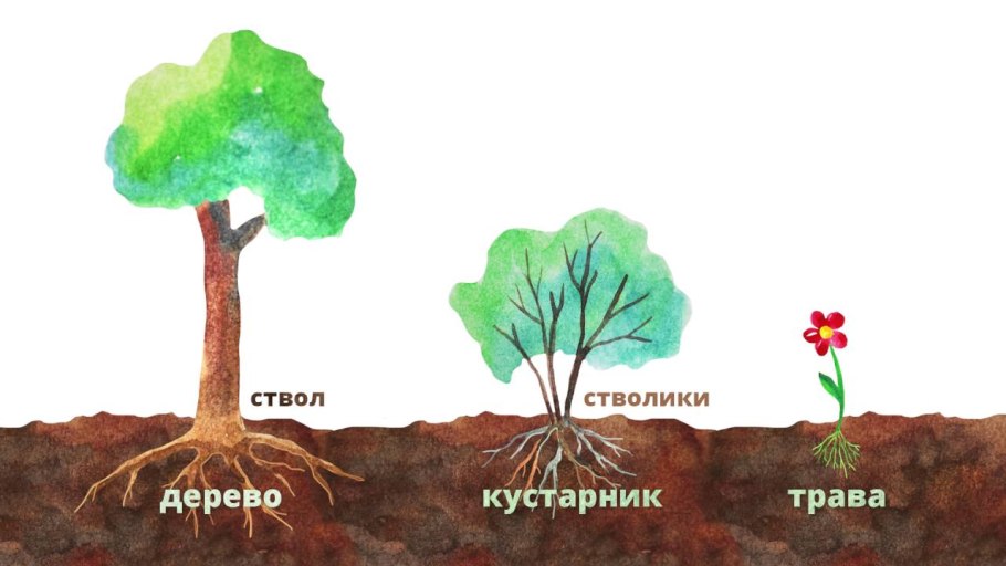 Строение цветка схема биология