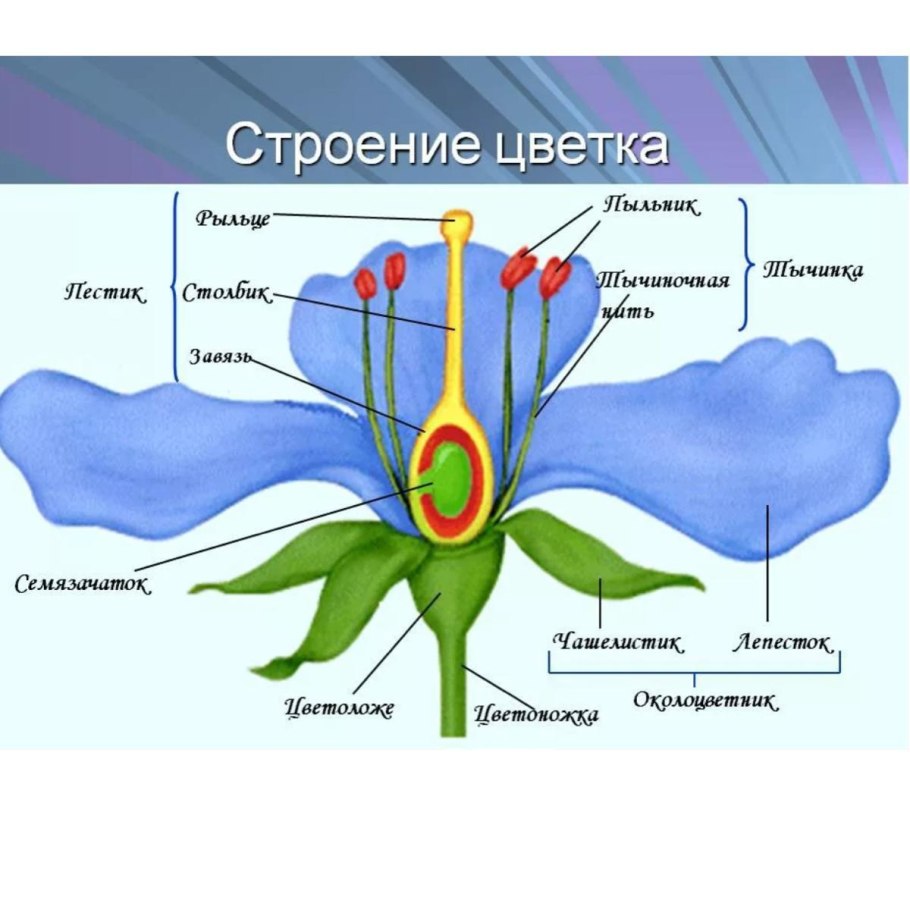 Колокольчик части растения окружающий мир