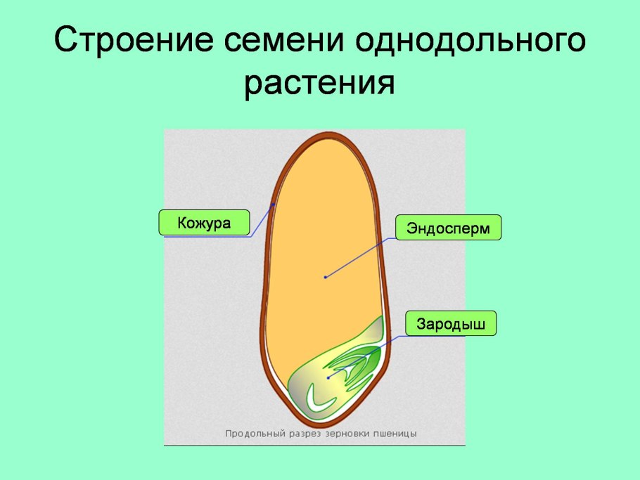 Растения. Плакат