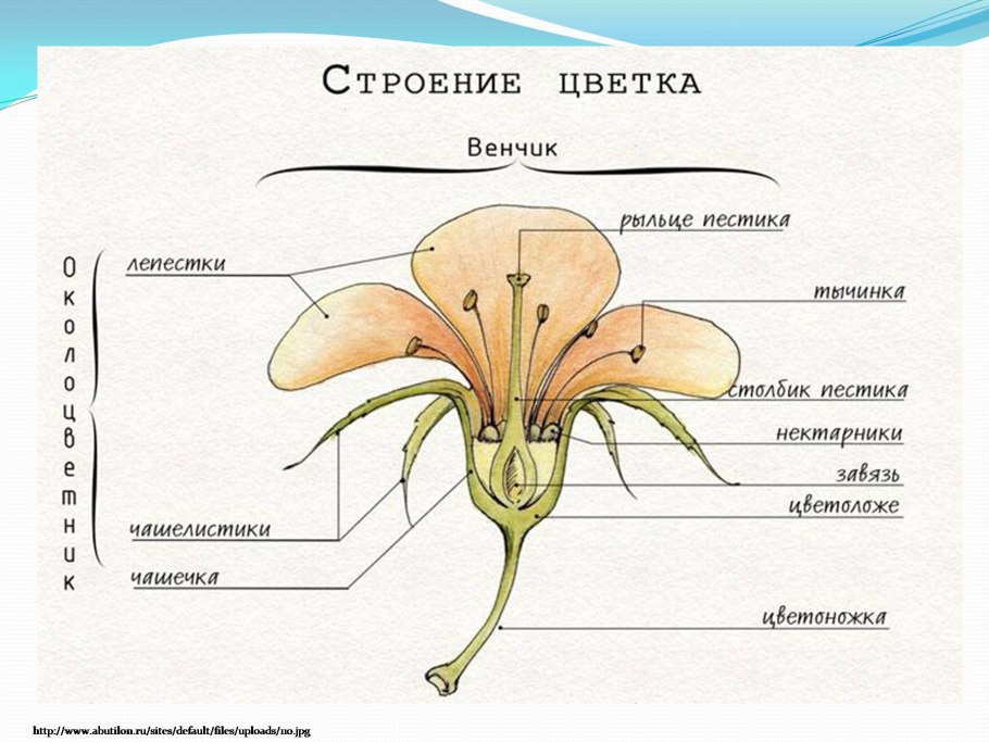 Строение растения