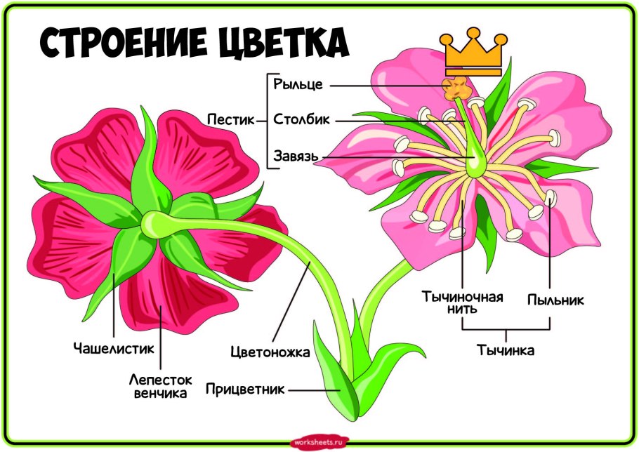 Строение цветка яблони схема