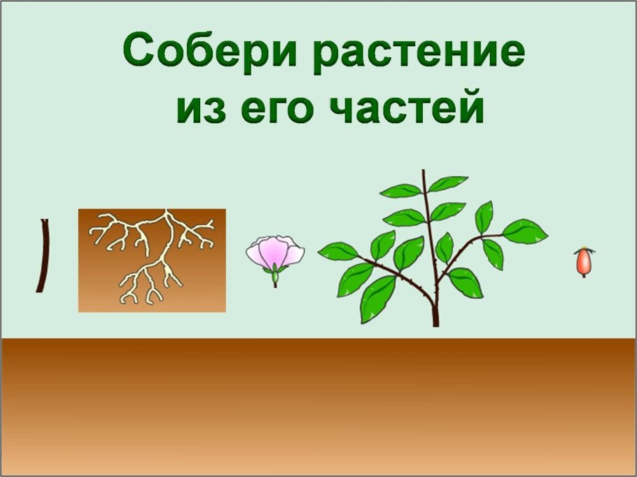 Томат строение растения