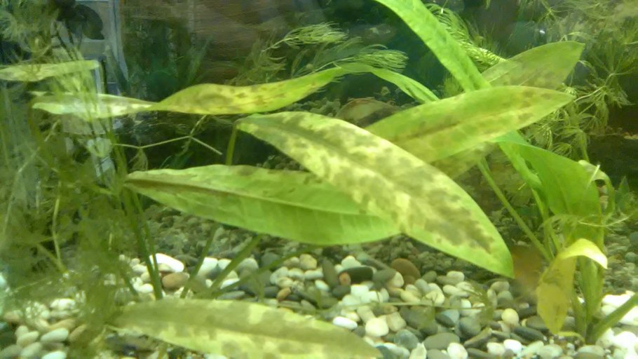 Темные пятна на аквариумных растениях