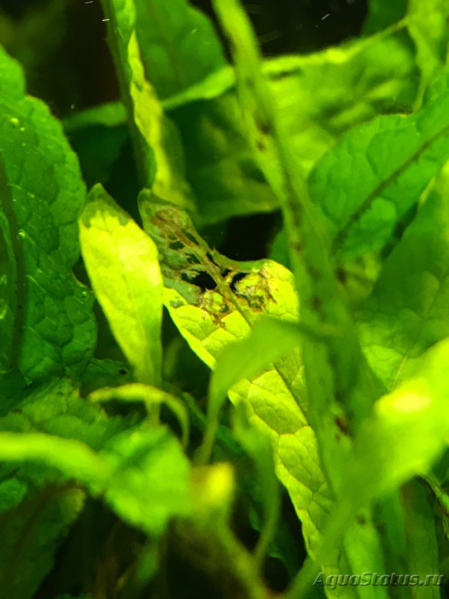 Папоротник винделов аквариумный