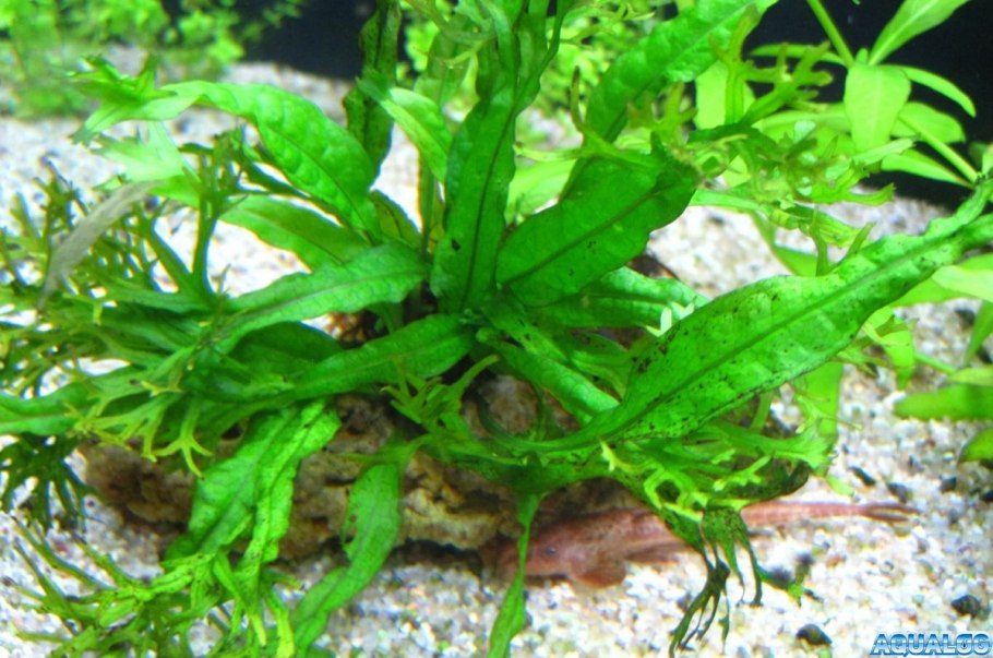 Черные точки на аквариумных растениях