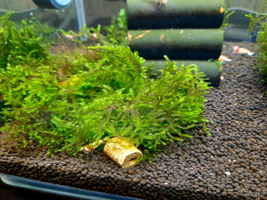 Криптокорина Вендта Грин