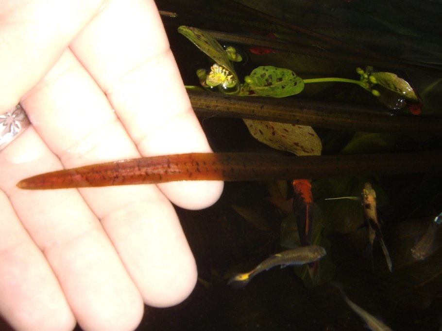 Темнеют растения в аквариуме