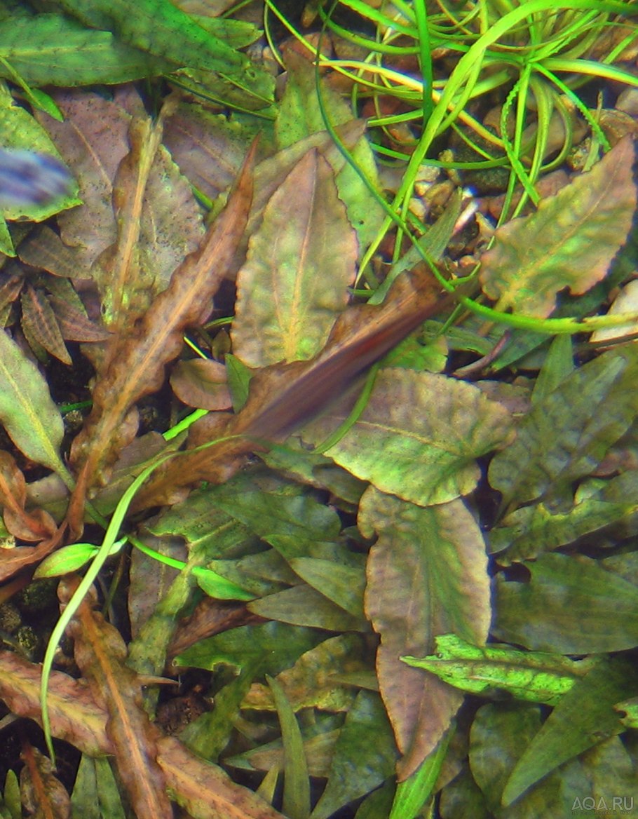 Криптокорина Вендта компакт