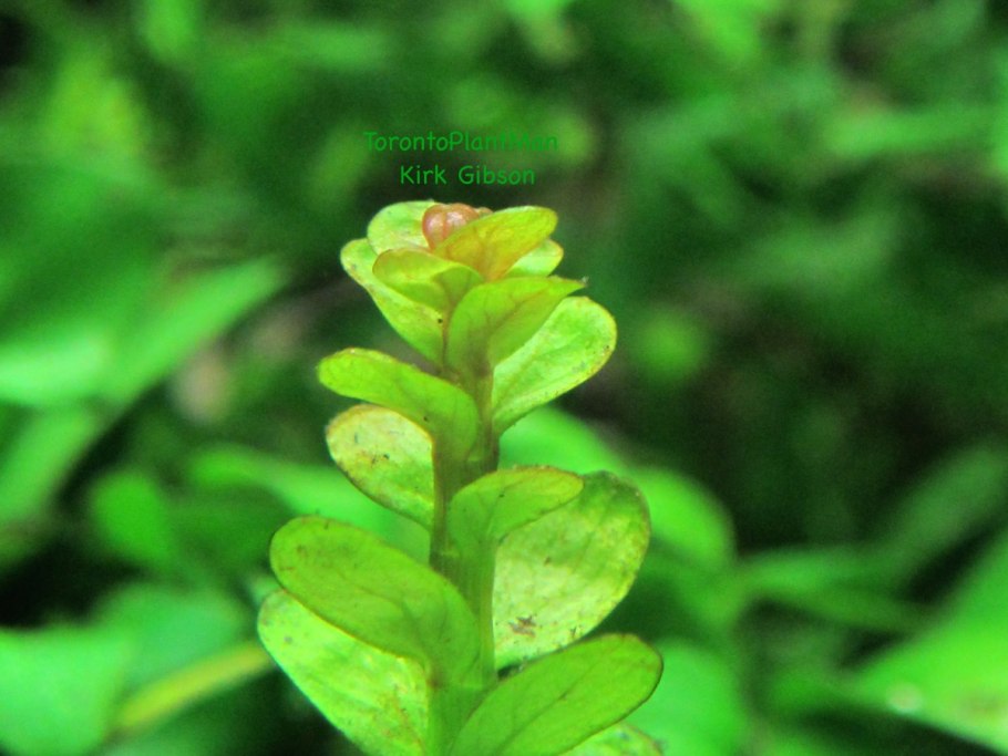 Листья валлиснерии коричневеют