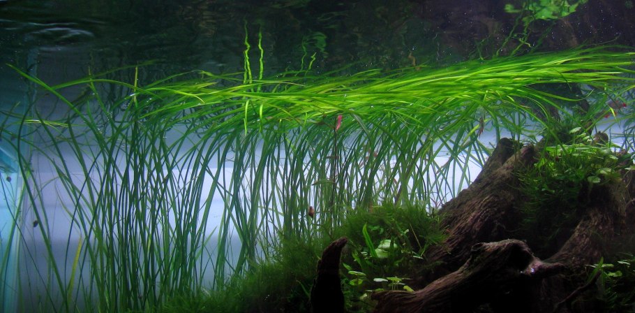 Диатомовые водоросли в аквариуме