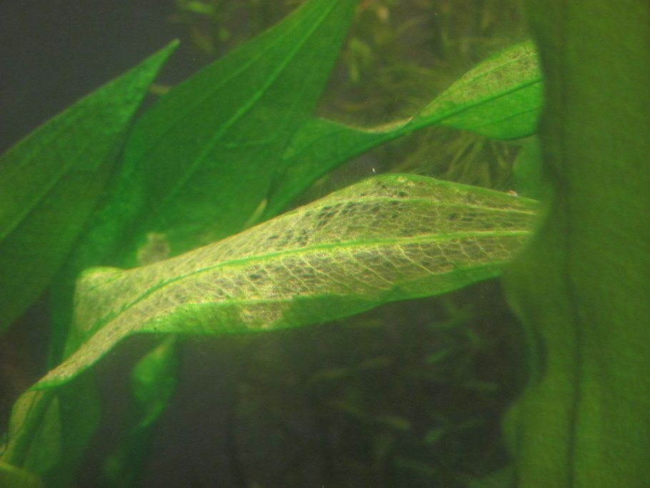 Буцефаландра Kanowit