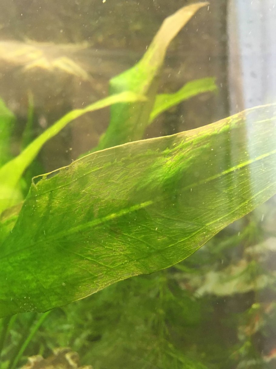 Анубиас Ксенококус