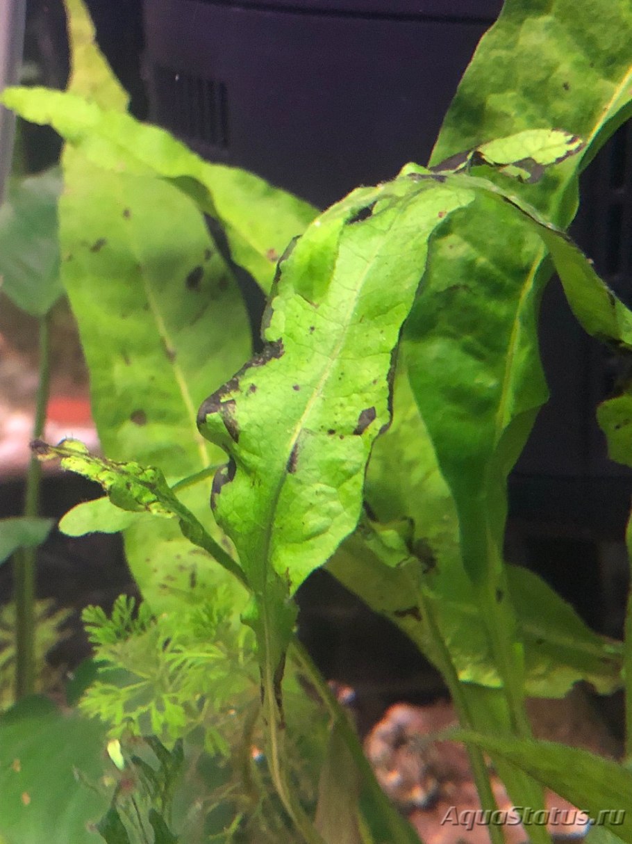 Болезни аквариума