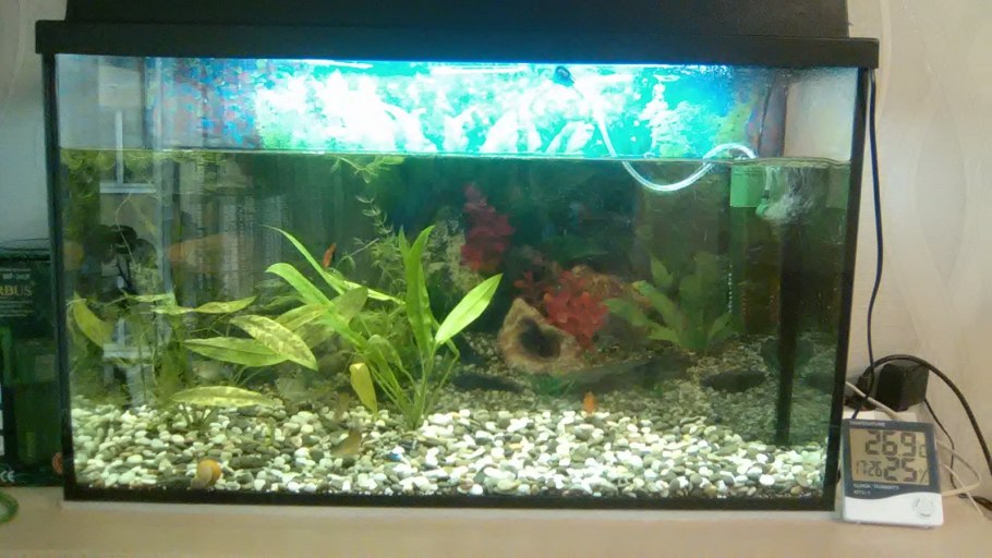 Растения в аквариуме чернеют