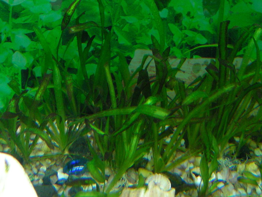 Болезни водорослей в аквариуме