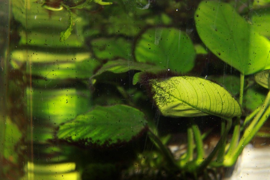 Криптокорина Вендта Нана