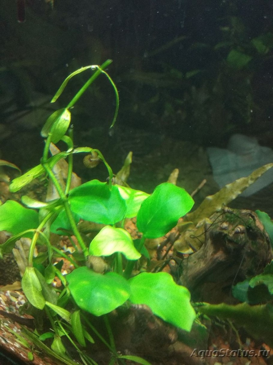 Гниение водорослей в аквариуме