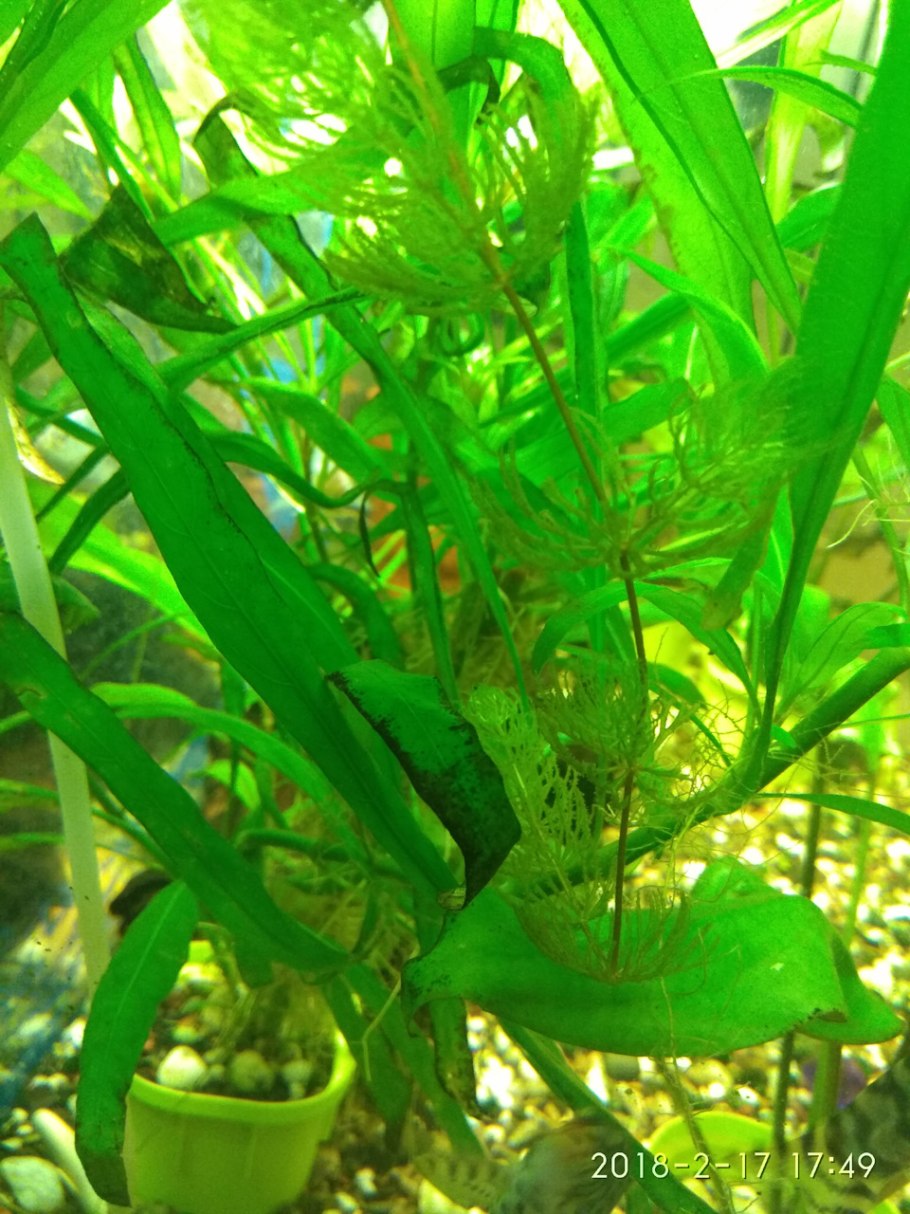 Аквариум нитраты растения