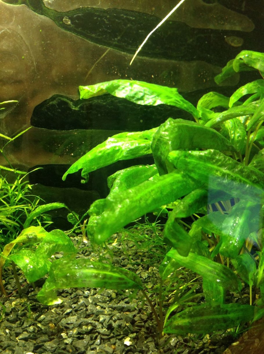 Водоросли черная борода