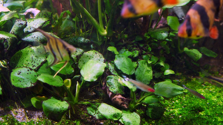 Черная борода и нитчатка