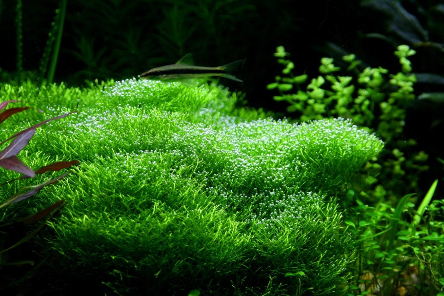 Помутнела вода в аквариуме