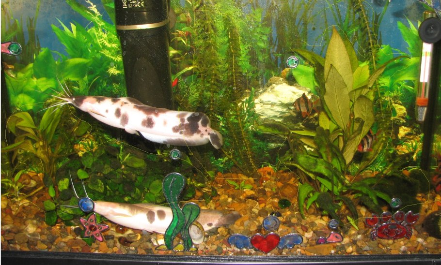 Лимонник аквариумное растение размножение