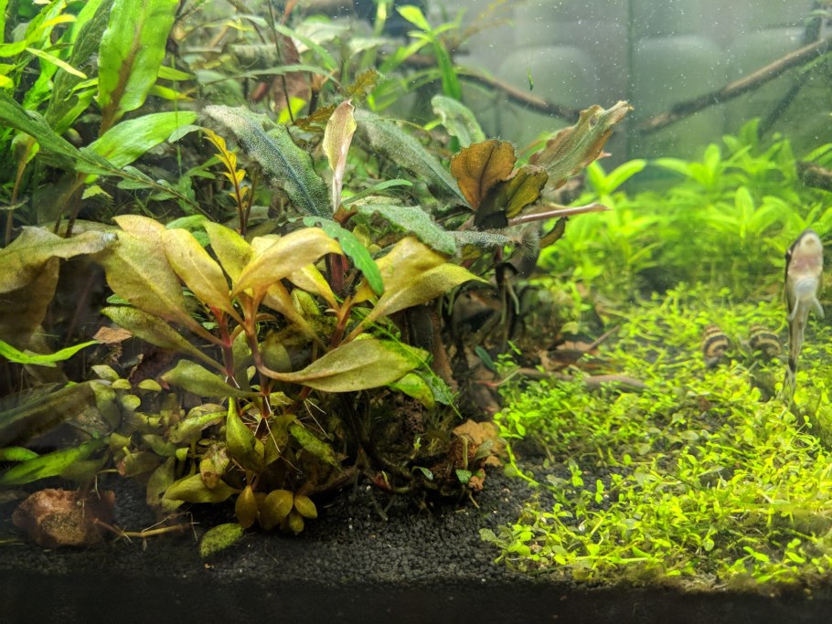 Криптокорина Рубелла