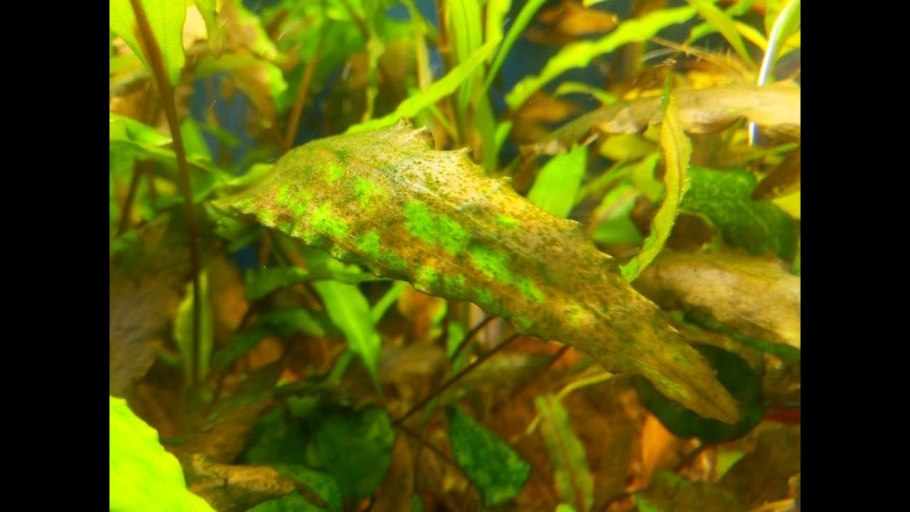 Криптокорина блестящая