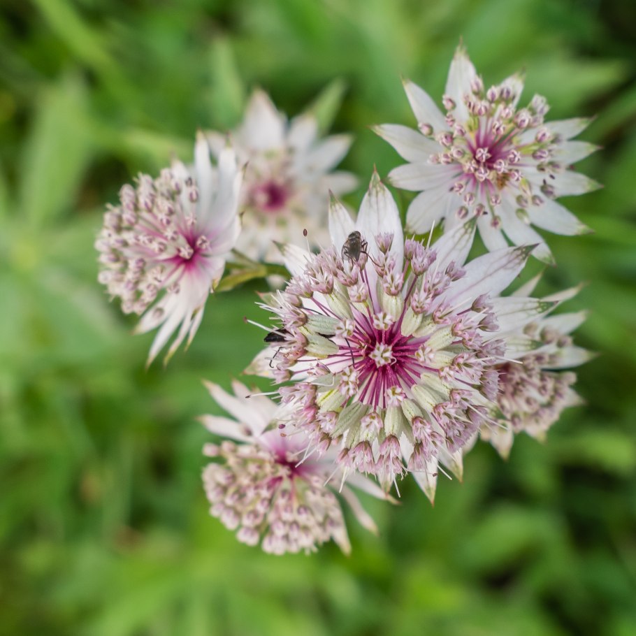 Астранция крупная (Astrantia Major)