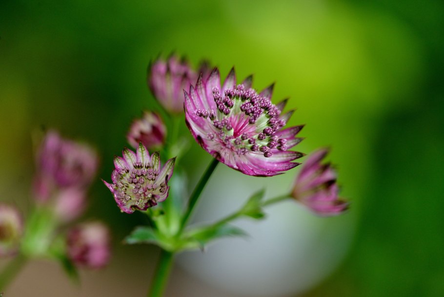 Astrantia Major Бакленд