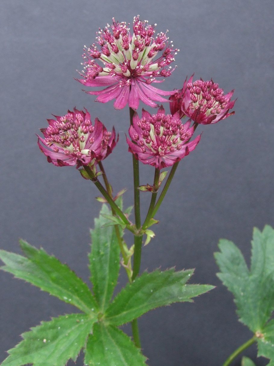 Астранция крупная фото