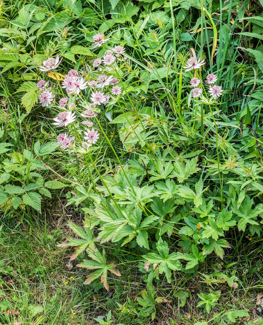 Астранция Стар оф Роял