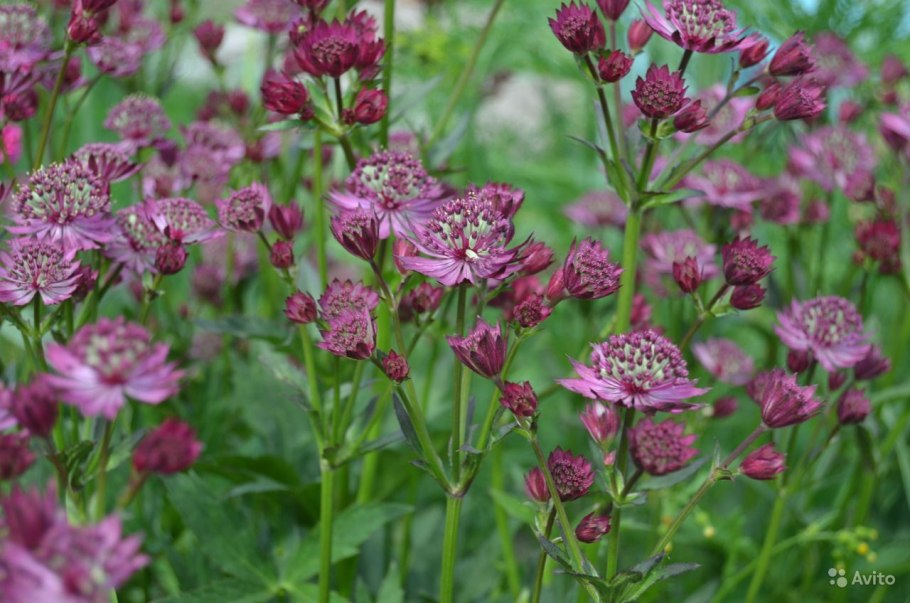 Астранция Пурпл Джойс