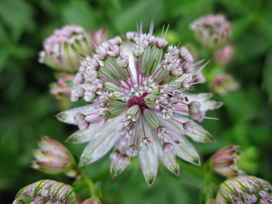Астранция Astrantia Major Claret