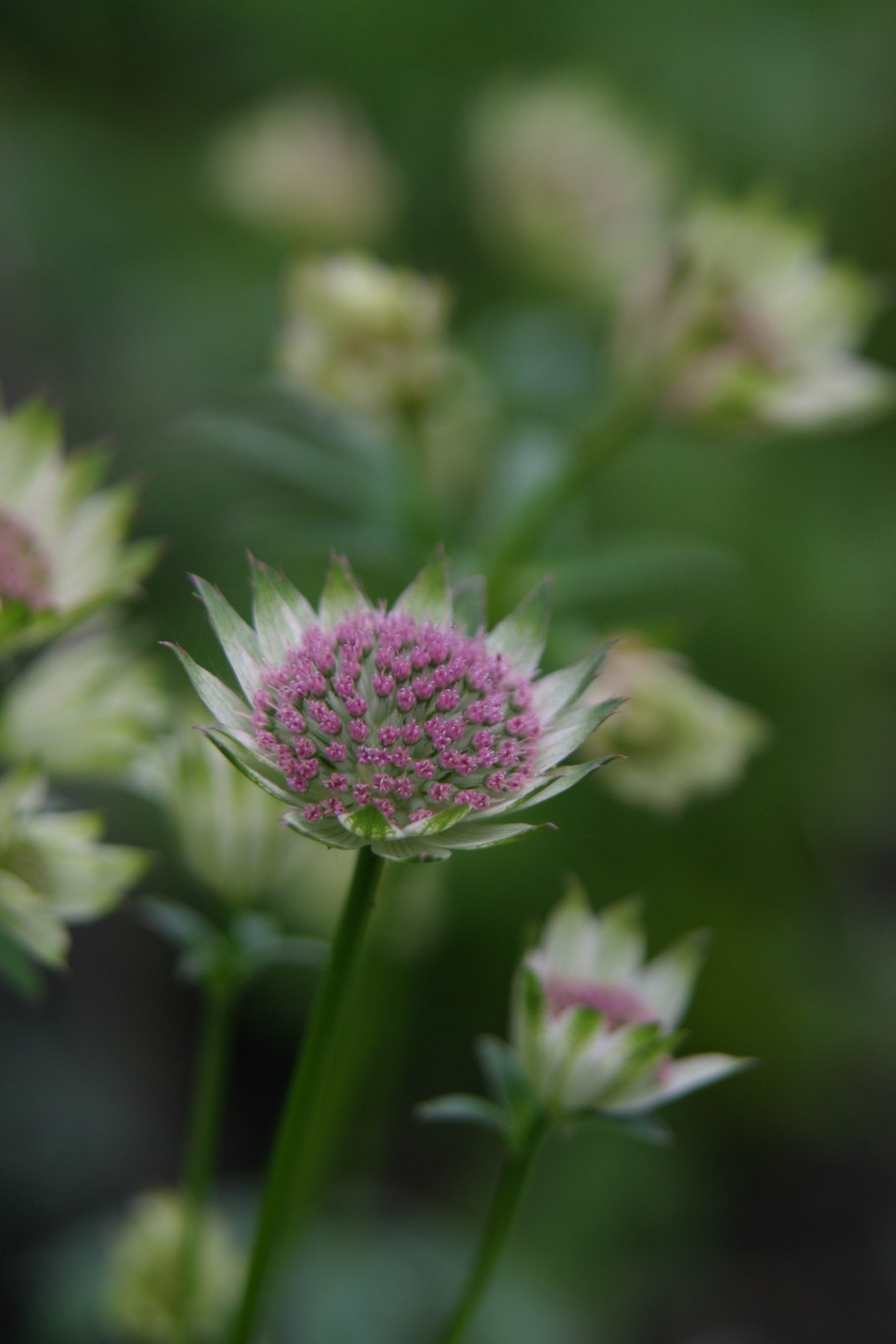 Astrantia ROMA срезка