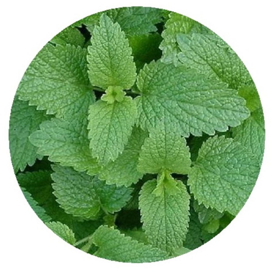 Мята перечная куст